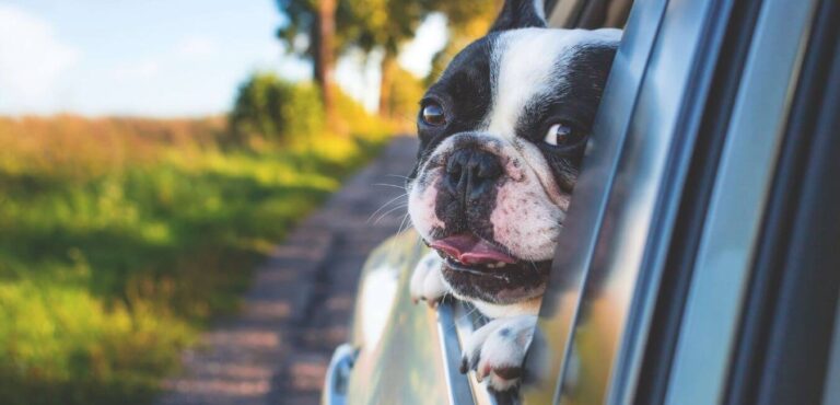 bull dog looking out of car window