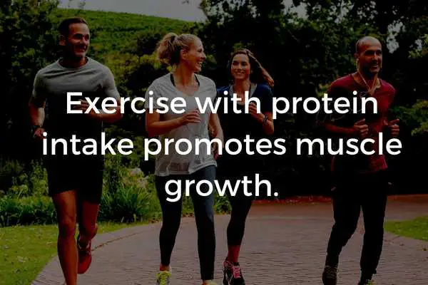 Exercise with protein intakes promotes muscle growth for women