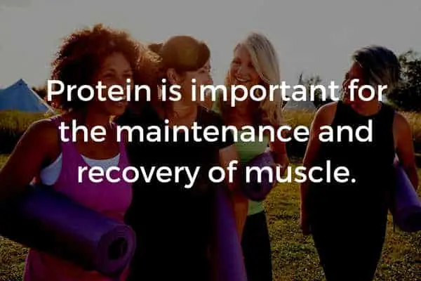 protein is important for the maintenance and recovery of muscle