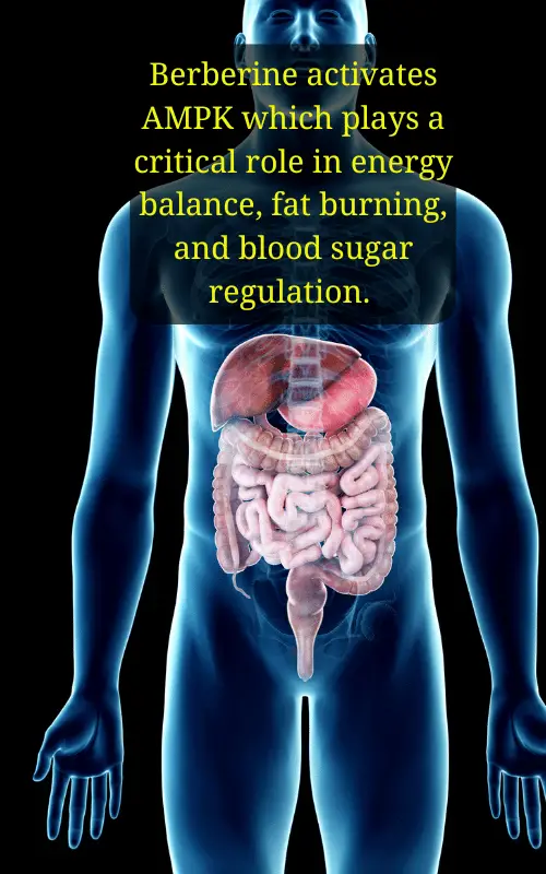 berberine blood sugar regulation