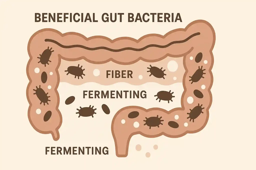 How Long Does Fiber Bloating Last? A Complete Guide for Adults Over 50 3 Simple scientific illustration showing beneficial gut bacteria fermenting fiber in the digestive system, with gas bubbles representing normal byproducts